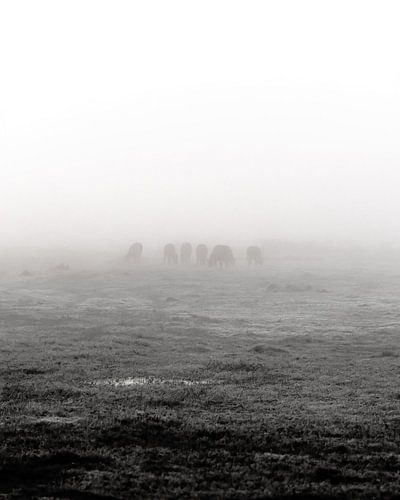 Matin brumeux à Overijssel sur Bram Martens