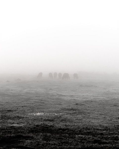 Foggy morning in Overijssel by Bram Martens
