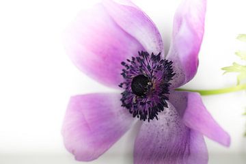 Einzelne purpurrote Blume von Tonny Visser-Vink