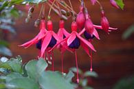 Fuchsia von Carina Diehl Miniaturansicht