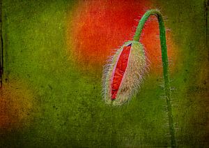 Mohn in der Knospe