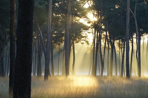 The dawn has gold in its mouth