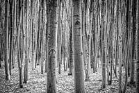 Birch trees in black and white