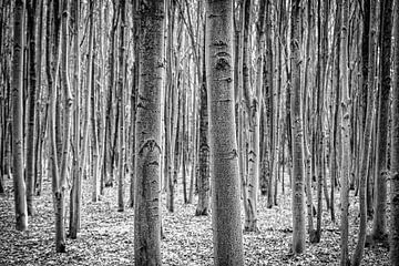 Berkenbomen in zwart/wit van Pierre Verhoeven
