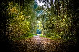 Autumn colours along the Molenbeekpad (Roosendaal, Netherlands)