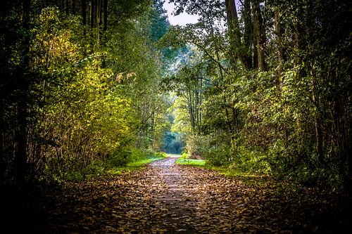 Herfstkleuren langs het Molenbeekpad (Roosendaal, Nederland)
