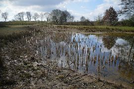 Natuur in Uden van richard de bruyn