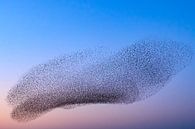 Spreeuwen in de lucht tijdens zonsondergang van Sjoerd van der Wal Fotografie thumbnail