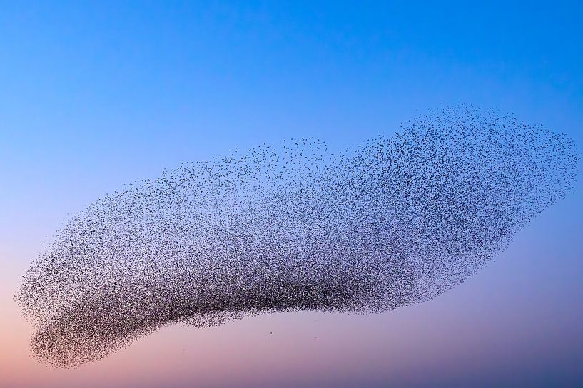 Spreeuwen in de lucht tijdens zonsondergang van Sjoerd van der Wal Fotografie