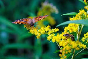 Papillon sur Borg Enders