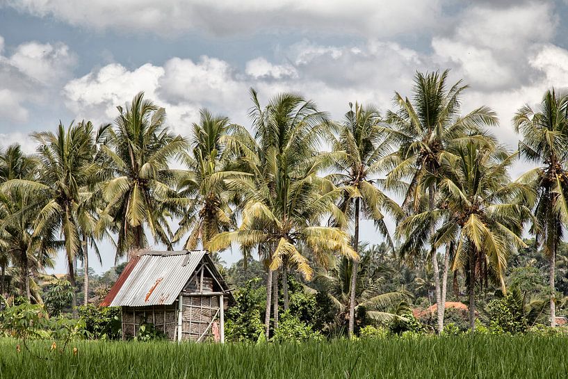Reisfeldern -Ubud -Bali Indonesia von Dries van Assen