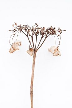 Hortensia dramatica I