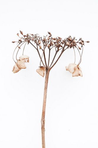 Hortensia dramatica I