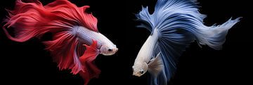 Panorama Siamese fighting fish, isolated on black background by Animaflora PicsStock