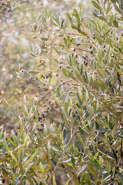 Detail olive tree Greece by Bianca Kramer