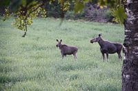 Moose in the wild