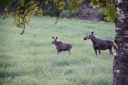 Orignal dans le jardin