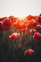 Tulp in het warme ochtendlicht in de polder in Nederland