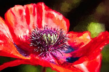 Papaver van Rob Boon