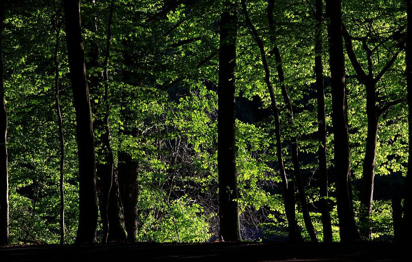 Forêt par Thomas Jäger