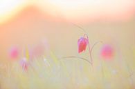 Fritillaria meleagris in een weide tijdens een mooie voorjaarszonsopgang van Sjoerd van der Wal Fotografie thumbnail