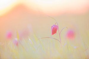 Fritillaria meleagris auf einer Wiese während eines schönen Frühlings-Sonnenaufgangs