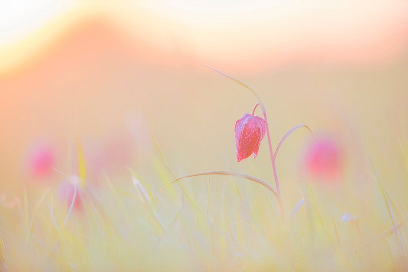 Fritillaria meleagris in een weide tijdens een mooie voorjaarszonsopgang van Sjoerd van der Wal Fotografie
