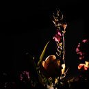 Dunkle Blumen von Sense Photography Miniaturansicht