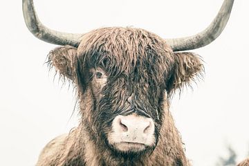 Portret van een Schotse Hoogland koe in de sneeuw van Sjoerd van der Wal