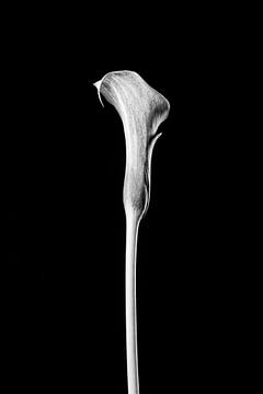 Beauté intemporelle : image en noir et blanc de Calla