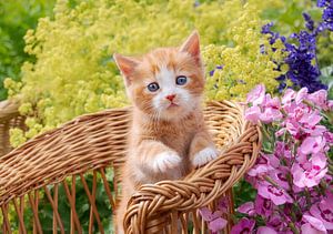 Het schattigste katje in bloemen van Katho Menden