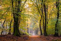 Count every leaf