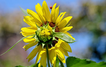 Sunflowers.