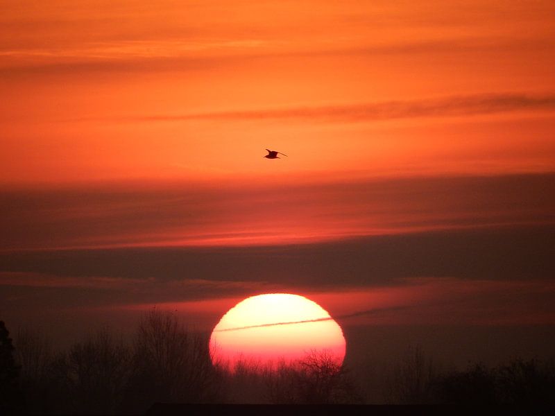 sunrise by bert jorritsma