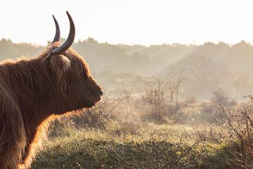 Scottish highlander with a golden edge in the dune