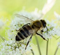 Honingbij op wilde carotbloem
