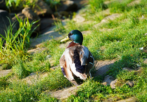 Wilde eend in de wei