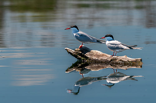 Close Encounter: Terns in Focus