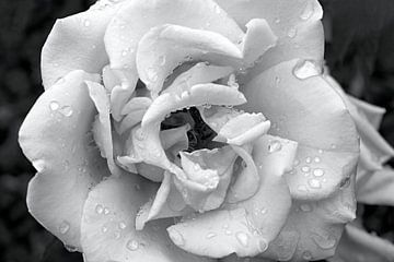 Roos onder de regendruppels in zwart wit van W J Kok