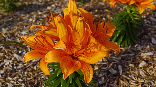 Bloemen in het wild tijdens een rondreis in Groot-Brittannië