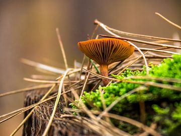 forest mushroom by Martijn Tilroe