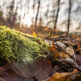 Großer Zschirnstein, Saksisch Zwitserland - Moskleed in het gebladerte van het bos van Pixelwerk