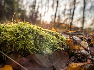 Großer Zschirnstein, Sächsische Schweiz - Moosteppich im Waldlaub
