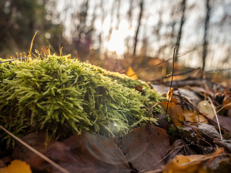 Großer Zschirnstein, Saksisch Zwitserland - Moskleed in het gebladerte van het bos van Pixelwerk