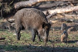 Sanglier avec des jeunes sur Merijn Loch