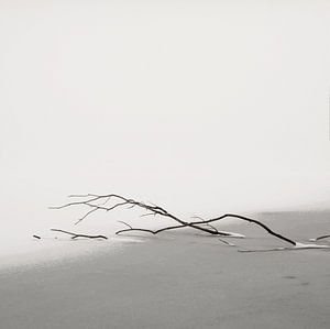 Drift Wood Iced