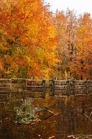 Autumn in the Netherlands, beautiful trees with orange and yellow leaves adorned