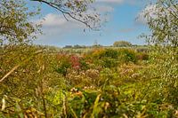 Autumn in Flevoland