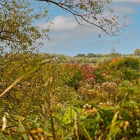 Herfst in Flevoland van Gaby Hendriksz