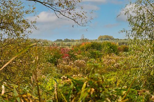 Herfst in Flevoland